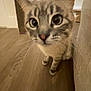 cat, pet, animal, close_up, wide_eyes, big_eyes, ears, whiskers, paws, nose, tabby, striped, indoor, hardwood_floor, floor, sofa, curious_pose, portrait, scratching_post, furniture