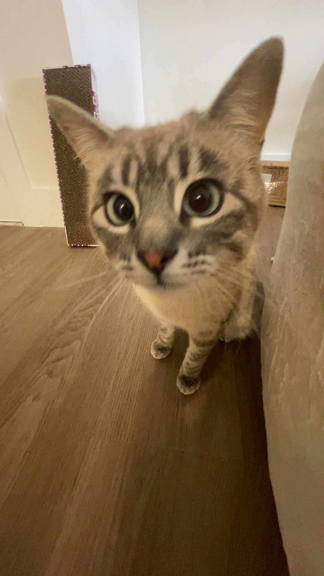 Stevie is registered to the contest to win money with this photo: cat, pet, animal, close_up, wide_eyes, big_eyes, ears, whiskers, paws, nose, tabby, striped, indoor, hardwood_floor, floor, sofa, curious_pose, portrait, scratching_post, furniture
