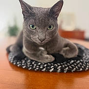 Bluey joined the competition — help win amazing prizes! animal, cat, close_up, cushion, domestic_animal, ears, feline, focused, fur, gray_cat, green_eyes, house_pet, indoor, patterned_cushion, pet, portrait, relaxed, resting, whiskers, wooden_table