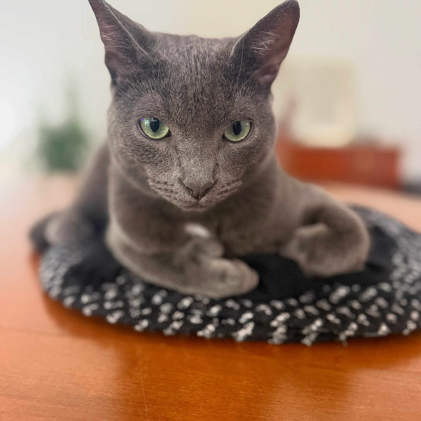 Bluey