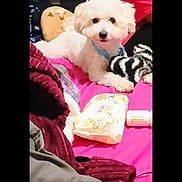 Snow Tha Product joined the competition — help win amazing prizes! blanket, blue_collar, comfort, couch, cozy, dog, fur, home, indoor, lying_down, package, person, pet, pink_surface, red_shirt, relaxed, small_dog, stuffed_toy, white_dog, wipes