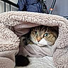 Cookie participe au concours pour gagner de l'argent avec cette photo : animal, bed, blanket, cat, comfort, cozy, curious, cute, face, fur, green_eyes, home, indoor, pet, resting, sleepy, soft, texture, warm, whiskers