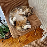 Cookie a rejoint le concours — aidez-le/la à gagner de superbes lots ! brown_chair, cat, chair, cozy, curled, cute_pose, feline, fur, green_leaves, home, indoor, parquet_floor, paws, pet, plant, relaxed, resting, tabby_cat, textured_wall, wooden_floor