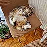 brown_chair, cat, chair, cozy, curled, cute_pose, feline, fur, green_leaves, home, indoor, parquet_floor, paws, pet, plant, relaxed, resting, tabby_cat, textured_wall, wooden_floor