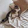Cookie participe au concours pour gagner de l'argent avec cette photo : animal, beige, cat, comfort, couch, cozy, cute, domestic_animal, feline, fur, household, indoor, lounging, pet, pillows, relaxed, resting, tabby_cat, whiskers, wide_eyes