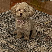 Coco is registered to the contest to win money with this photo: dog, small_dog, bow_tie, indoor, rug, wooden_floor, toy, pet, cute, fluffy, sitting, looking, animal, domestic_animal, companion, floor, home, brown, decor, plaything