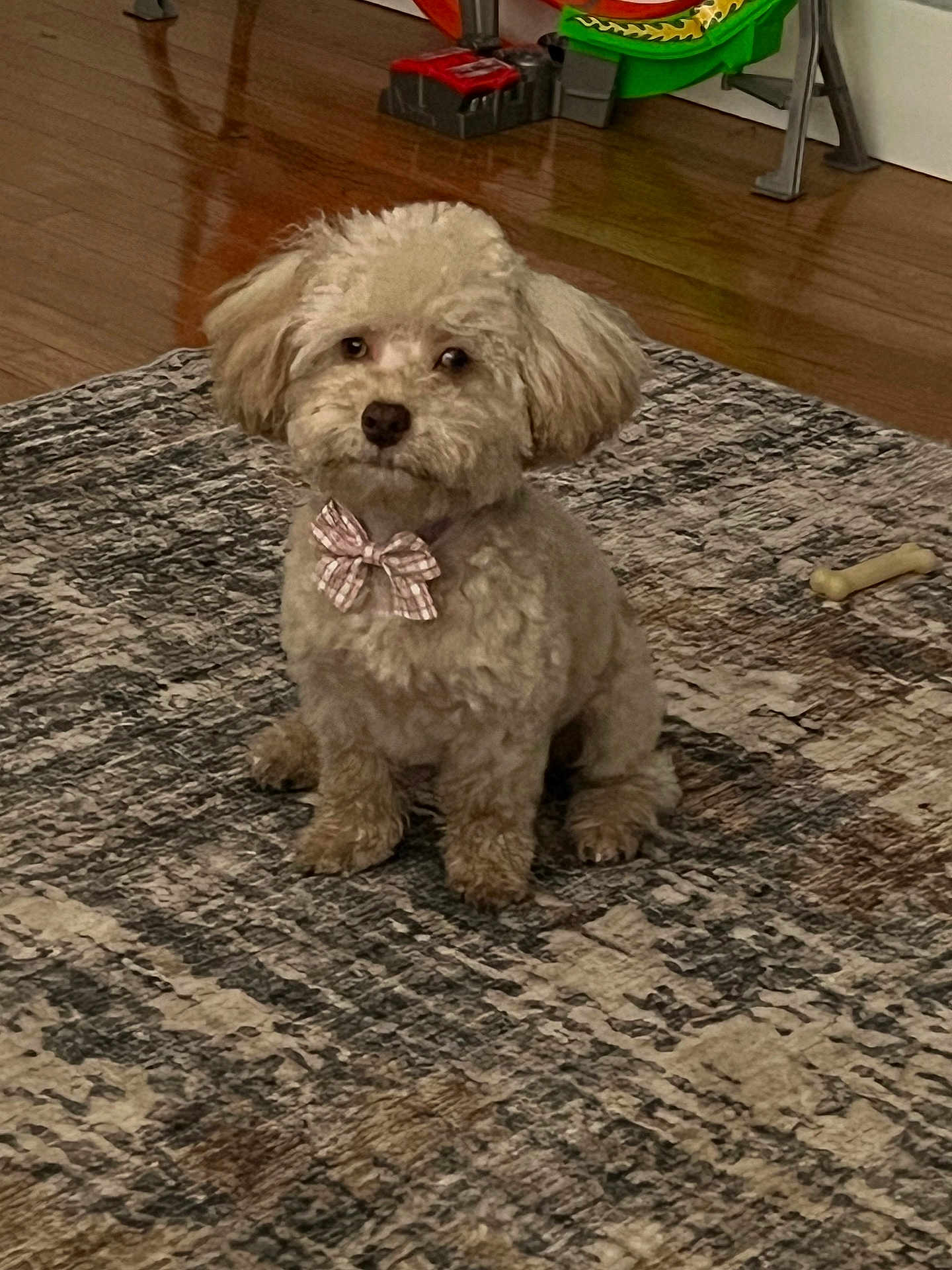 Coco is registered to the contest to win money with this photo: dog, small_dog, bow_tie, indoor, rug, wooden_floor, toy, pet, cute, fluffy, sitting, looking, animal, domestic_animal, companion, floor, home, brown, decor, plaything