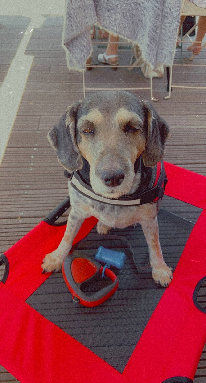 Didi participe au concours pour gagner de l'argent avec cette photo : canidae, carnivore, chair, collar, companion_dog, dog, dog_breed, dog_clothes, dog_collar, dog_supply, fawn, flooring, guard_dog, hound, leash, pet_supply, puppy, snout, sporting_group, working_animal