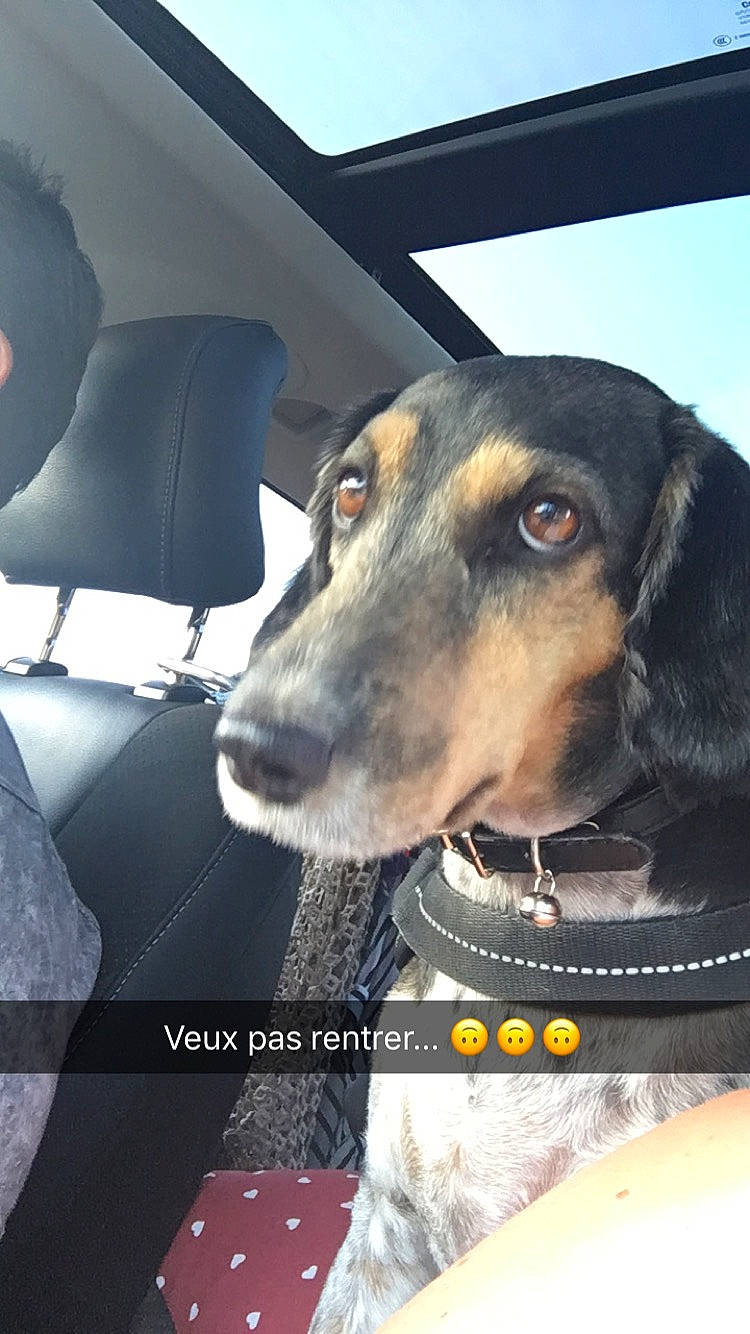 Didi participe au concours pour gagner de l'argent avec cette photo : car, carnivore, chair, collar, companion_dog, dog, dog_breed, dog_collar, head_restraint, metal, pet_supply, selfie, sky, snout, sporting_group, vehicle, vehicle_door, whiskers, windshield, working_animal