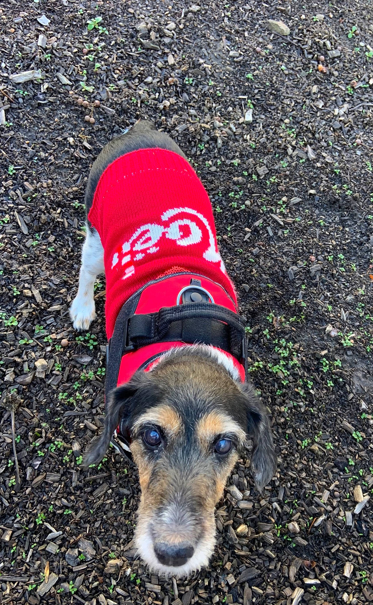 Didi participe au concours pour gagner de l'argent avec cette photo : asphalt, canidae, carmine, carnivore, companion_dog, dog, dog_breed, dog_clothes, dog_supply, fashion_accessory, grass, people_in_nature, pet_supply, plant, road_surface, snout, soil, sporting_group, walking_shoe, working_animal