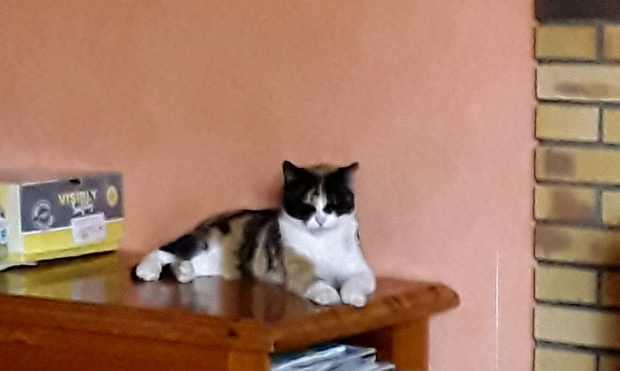 Lilas participe au concours pour gagner de l'argent avec cette photo : brick, carnivore, cat, cat_supply, comfort, domestic_short_haired_cat, felidae, flooring, fur, hardwood, paw, room, shelf, shelving, small_to_medium_sized_cats, table, tail, whiskers, window, wood