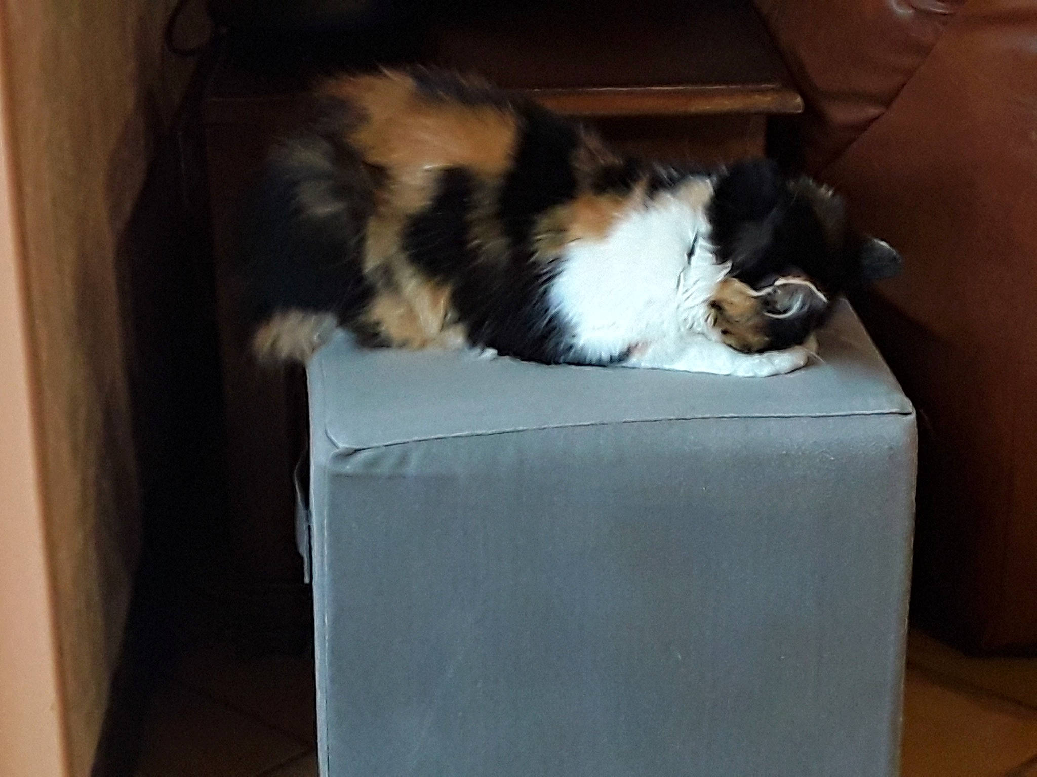 Milka participe au concours pour gagner de l'argent avec cette photo : box, canidae, cardboard, carnivore, carton, cat, cat_supply, comfort, companion_dog, domestic_short_haired_cat, felidae, fur, hardwood, packaging_and_labeling, pet_supply, room, small_to_medium_sized_cats, tail, whiskers, wood