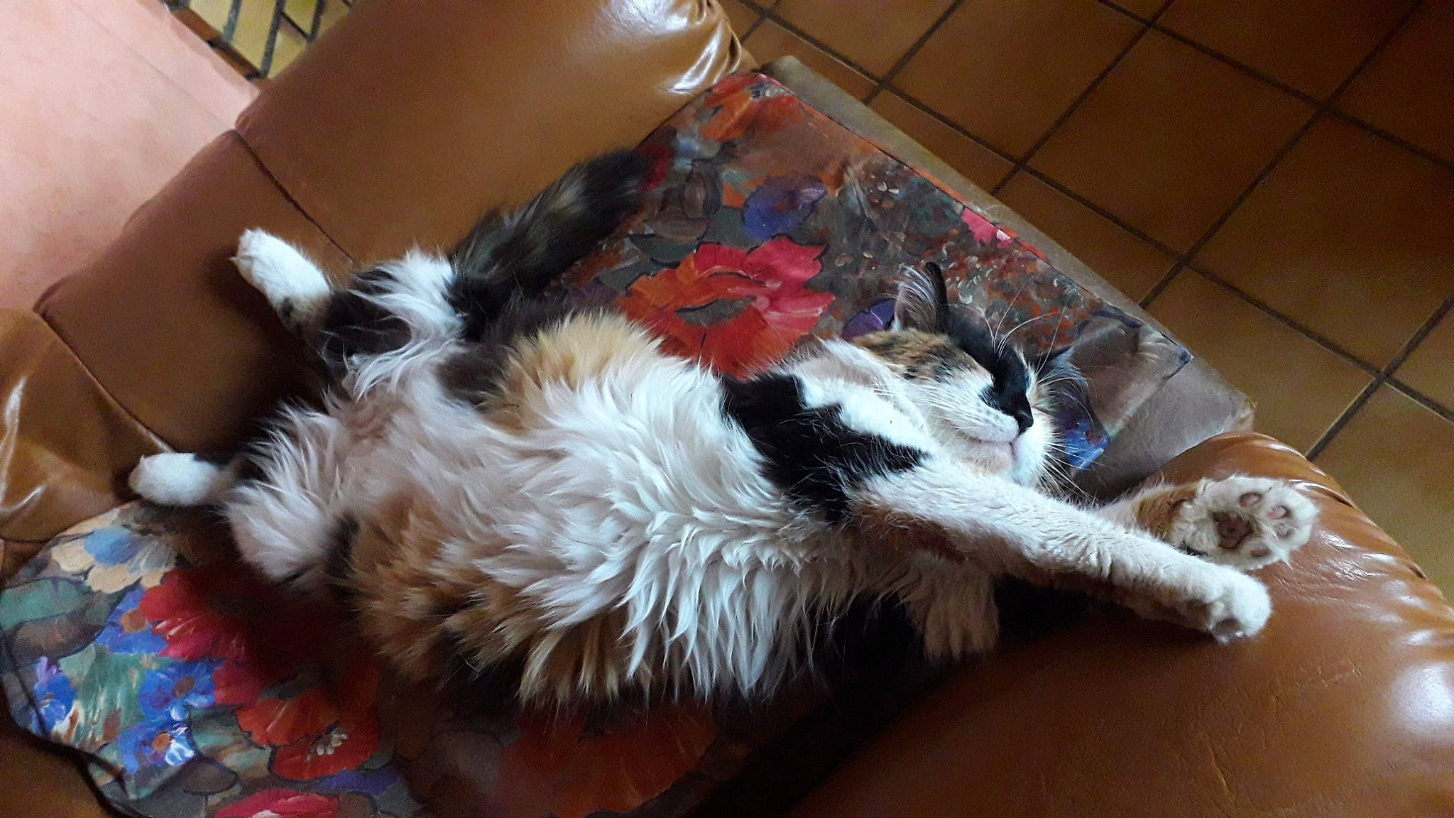 Milka a rejoint le concours — aidez-le/la à gagner de superbes lots ! carnivore, cat, comfort, companion_dog, dog_breed, fawn, felidae, floor, flooring, fur, hardwood, mammal, paw, small_to_medium_sized_cats, snout, sporting_group, tail, vertebrate, whiskers, wood