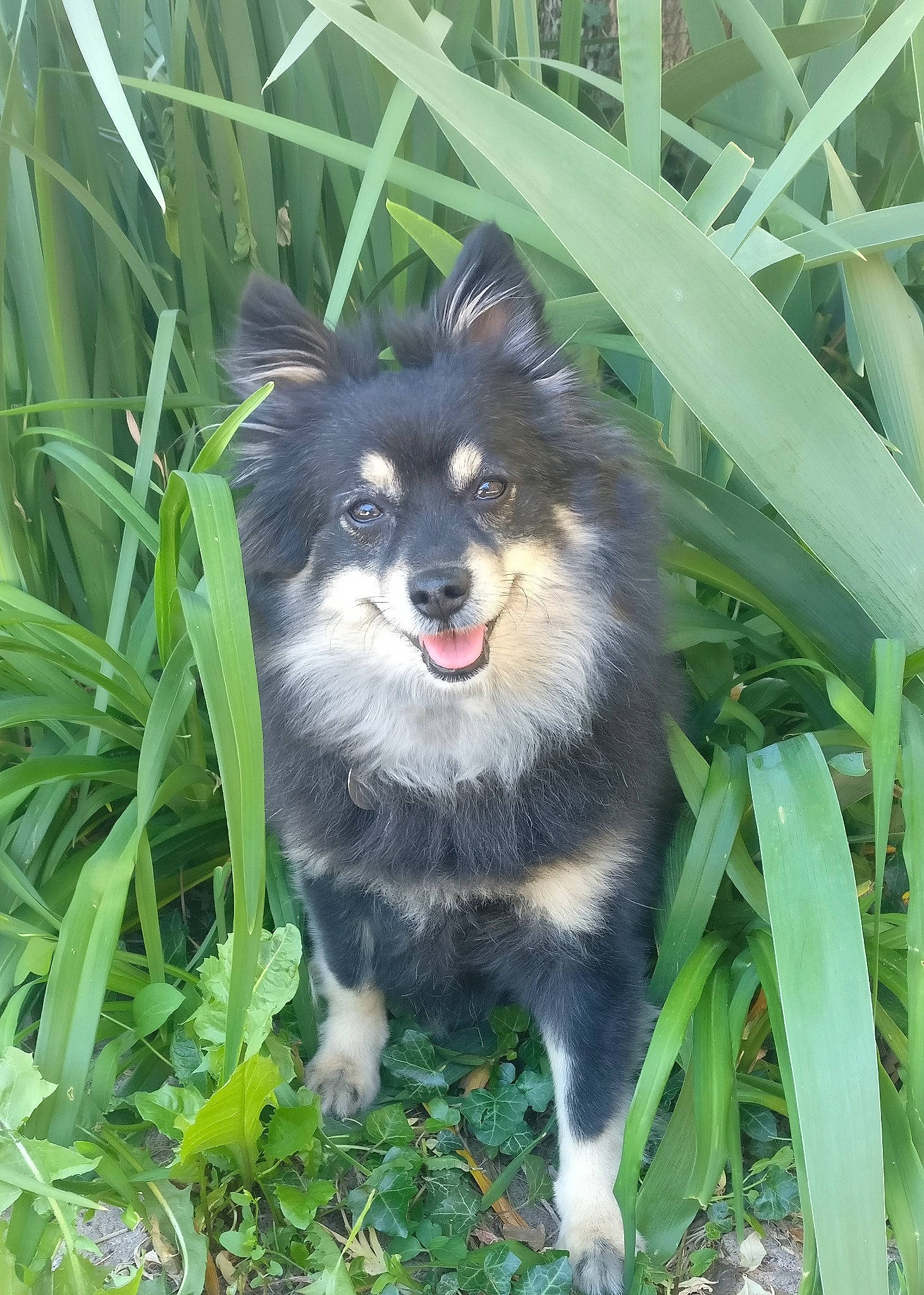 Folie participe au concours pour gagner de l'argent avec cette photo : ancient_dog_breeds, canidae, carnivore, companion_dog, dog, dog_breed, dog_supply, fur, grass, herding_dog, non_sporting_group, plant, puppy, sled_dog, snout, sporting_group, toy_dog, whiskers, working_animal, working_dog