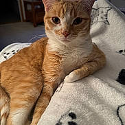 Archie is registered to the contest to win money with this photo: cat, orange_tabby, pet, blanket, indoor, living_room, television, lamp, wooden_table, closeup, portrait, whiskers, paw, ears, fur, cozy, domestic, sitting, gaze, bedding