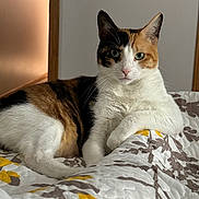 Bella is registered to the contest to win money with this photo: cat, calico_cat, pet, feline, whiskers, green_eyes, ears, paw, bed, quilt, bedding, patterned_bedspread, indoor, cozy, relaxed, portrait, looking_at_camera, wooden_door_frame, light_switch, domestic