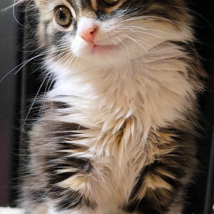 Tatsu participe au concours pour gagner de l'argent avec cette photo : adorable, animal, cat, closeup, curious, cute, ears, feline, fluffy, fur, indoor, kitten, paws, pet, sitting, soft, tabby, whiskers, white, young