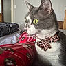 animal, bed, bell, bow, cat, closeup, collar, cozy, domestic_cat, feline, fur, gray_cat, green_eyes, holiday, home, indoor, pajamas, pet, whiskers, white_cat