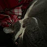 Skinny is registered to the contest to win money with this photo: animal, blanket, cat, closeup, cozy, cute, fur, gray, holiday, indoor, pattern, pet, plaid, red, relaxing, resting, sleeping, soft, warm, white