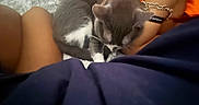 Skinny is registered to the contest to win money with this photo: animal, arm, bed, blanket, bracelet, casual_clothing, cat, close_up, comfort, domestic_animal, feline, gray_cat, human, indoor, legs, pet, relaxation, resting, soft_lighting, white_cat