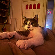 Skinny is registered to the contest to win money with this photo: cat, tuxedo_cat, pet, feline, indoor, paws, whiskers, eyes, nose, blanket, bed, door, window, shelf, cozy, warm_lighting, portrait, relaxed, home_interior, evening