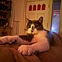 cat, tuxedo_cat, pet, feline, indoor, paws, whiskers, eyes, nose, blanket, bed, door, window, shelf, cozy, warm_lighting, portrait, relaxed, home_interior, evening