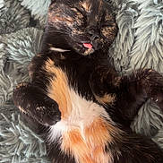 Avy a rejoint le concours — aidez-le/la à gagner de superbes lots ! cat, tortoiseshell, sleeping, tongue_out, fluffy, fur, pet, cute, relaxed, cozy, blanket, soft, resting, animal, whiskers, paw, closeup, indoor, adorable, peaceful