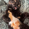 cat, tortoiseshell, sleeping, tongue_out, fluffy, fur, pet, cute, relaxed, cozy, blanket, soft, resting, animal, whiskers, paw, closeup, indoor, adorable, peaceful