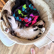 Astrid joined the competition — help win amazing prizes! cat, pet_bed, knitted_blanket, colorful, fur, paws, sleeping, cozy, indoor, wooden_floor, footwear, flip_flops, home, resting, curled_up, multicolor, textile, relaxation, feline, domestic