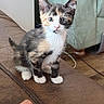 Astrid is registered to the contest to win money with this photo: kitten, calico, cat, feline, pet, cute, animal, indoor, couch, leather, hand, human, living_room, floor, fur, whiskers, ears, eyes, young, curious