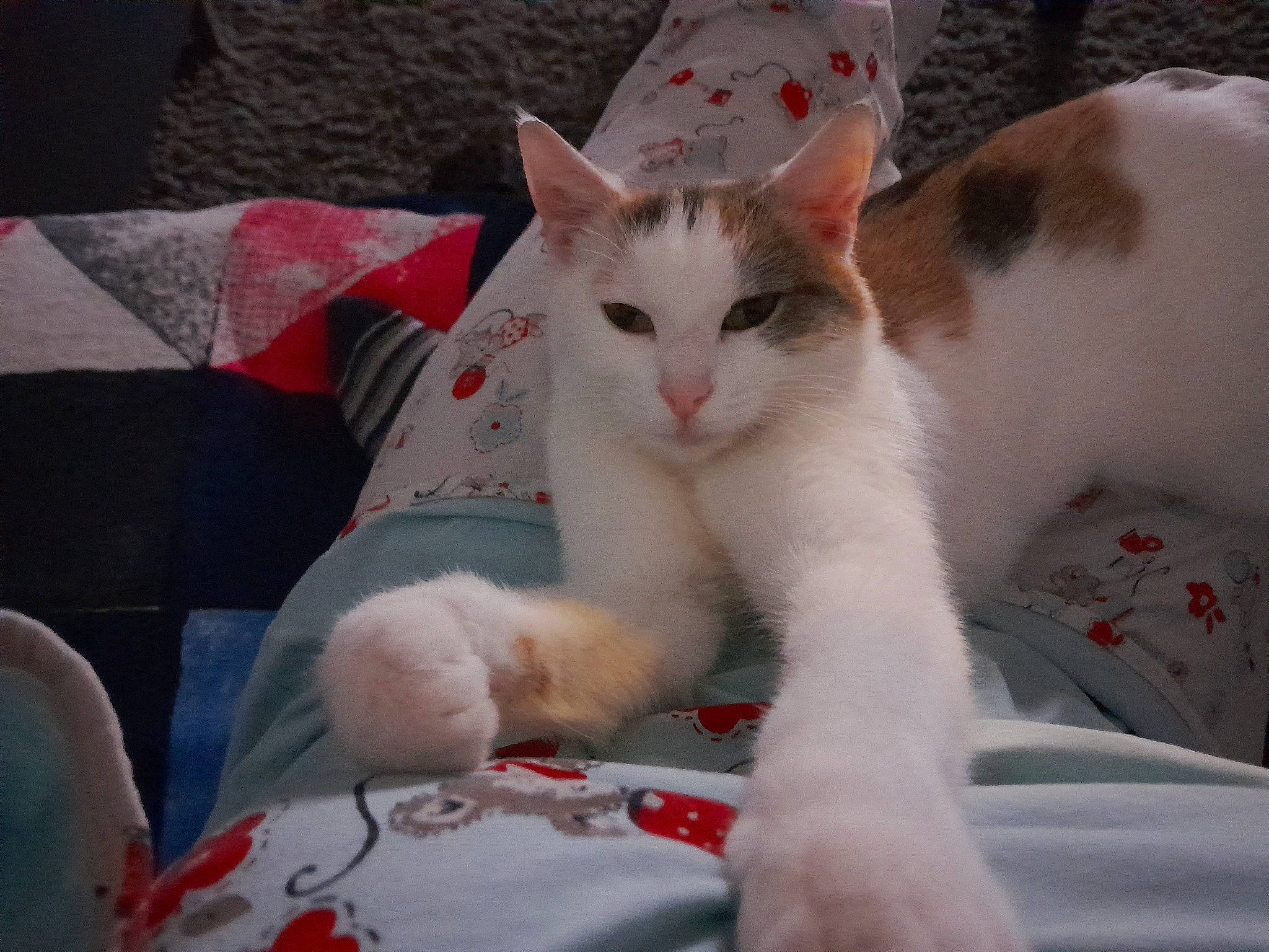 Gaufrette participe au concours pour gagner de l'argent avec cette photo : carmine, carnivore, cat, comfort, domestic_short_haired_cat, felidae, foot, fur, lap, paw, small_to_medium_sized_cats, tail, whiskers