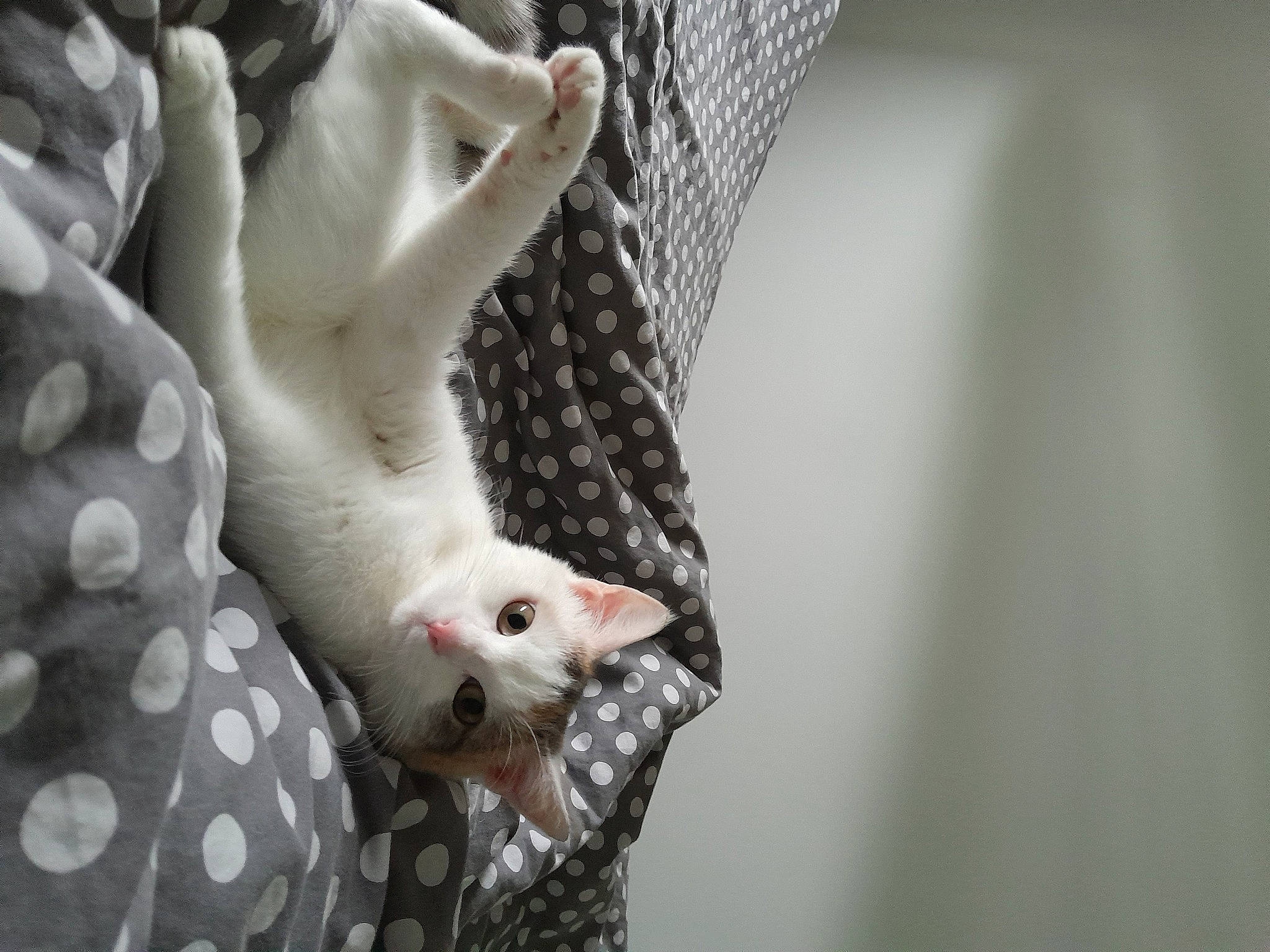 Gaufrette participe au concours pour gagner de l'argent avec cette photo : carnivore, cat, claw, comfort, domestic_short_haired_cat, fawn, felidae, fur, gesture, grey, linens, mesh, nail, pattern, paw, small_to_medium_sized_cats, snout, tail, terrestrial_animal, whiskers