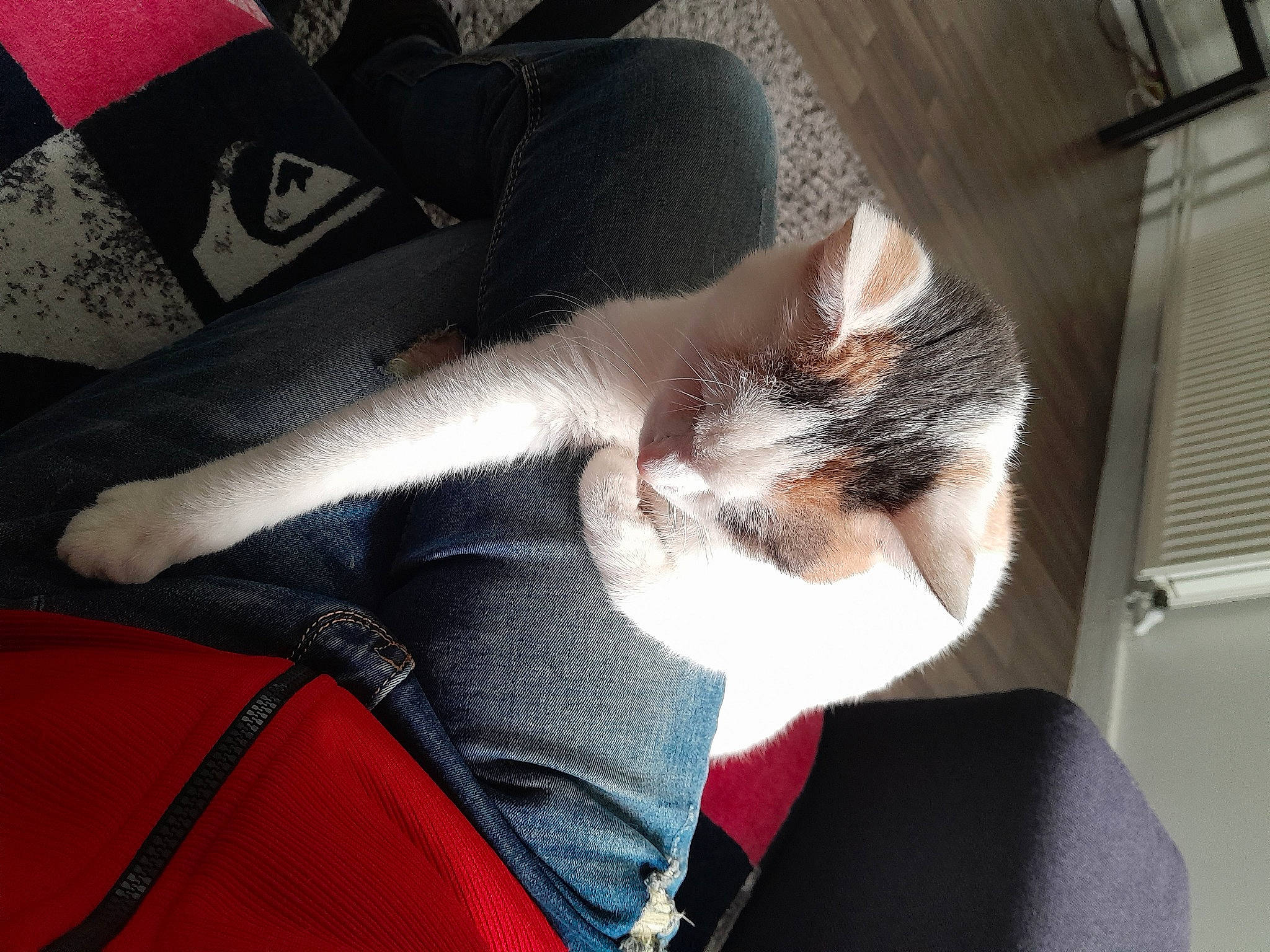 Gaufrette participe au concours pour gagner de l'argent avec cette photo : auto_part, automotive_exterior, canidae, carmine, carnivore, cat, comfort, domestic_short_haired_cat, felidae, fur, human_leg, lap, leg, mammal, paw, small_to_medium_sized_cats, tail, thigh, vertebrate, whiskers