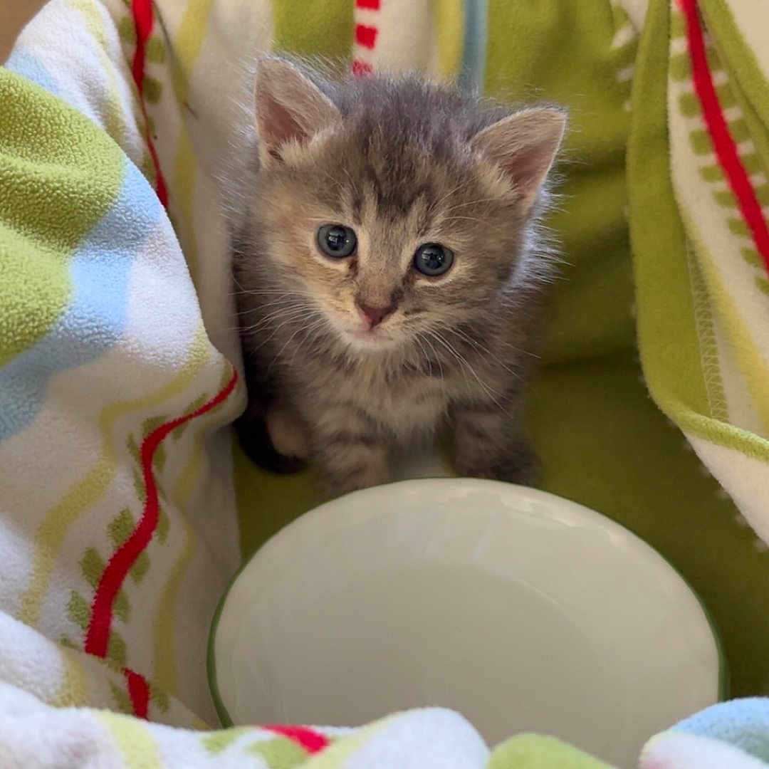 Zouzou is registered to the contest to win money with this photo: animal, blanket, blue_eyes, bowl, cat, comfort, cozy, curious, cute, domestic_cat, feline, fur, gray_tabby, indoor, kitten, pet, resting, small, soft, young_animal