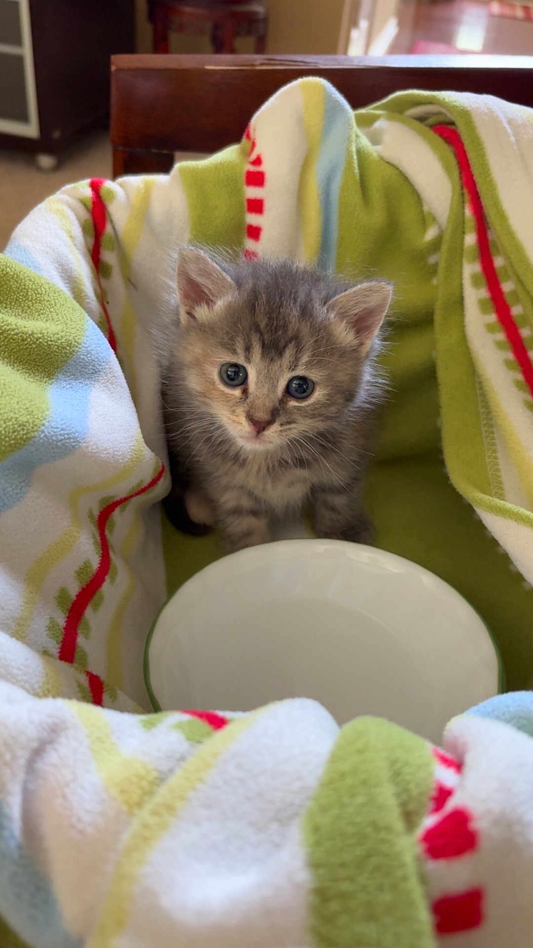 Zouzou is registered to the contest to win money with this photo: kitten, cat, gray_tabby, blue_eyes, blanket, bowl, cozy, indoor, pet, young_animal, cute, fur, small, animal, domestic_cat, feline, comfort, resting, curious, soft