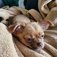 Biscotte participe au concours pour gagner de l'argent avec cette photo : puppy, dog, blanket, cozy, sleepy, fur, ears, cute, pet, animal, indoors, soft, snuggle, beige, closeup, face, small, resting, comfort, relax