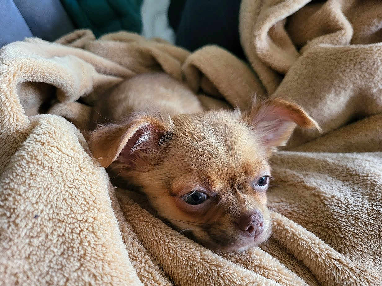 Biscotte participe au concours pour gagner de l'argent avec cette photo : puppy, dog, blanket, cozy, sleepy, fur, ears, cute, pet, animal, indoors, soft, snuggle, beige, closeup, face, small, resting, comfort, relax