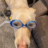 Bud joined the competition — help win amazing prizes! animal, carpet, close_up, couch, curious, cute, dog, domestic, ears, face, funny, furniture, goggles, indoor, light_fur, living_room, mammal, nose, pet, wearing