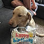 dog, birthday, treat, bone, plastic_wrap, couch, carpet, person, hand, nails, sitting, indoor, light_brown_dog, casual, home, celebration, blurred_face, crossed_legs, furniture, pet