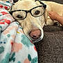 dog, glasses, blanket, couch, pet, canine, resting, indoor, comfort, cozy, animal, nose, fur, hand, human, relaxing, closeup, eyewear, home, soft