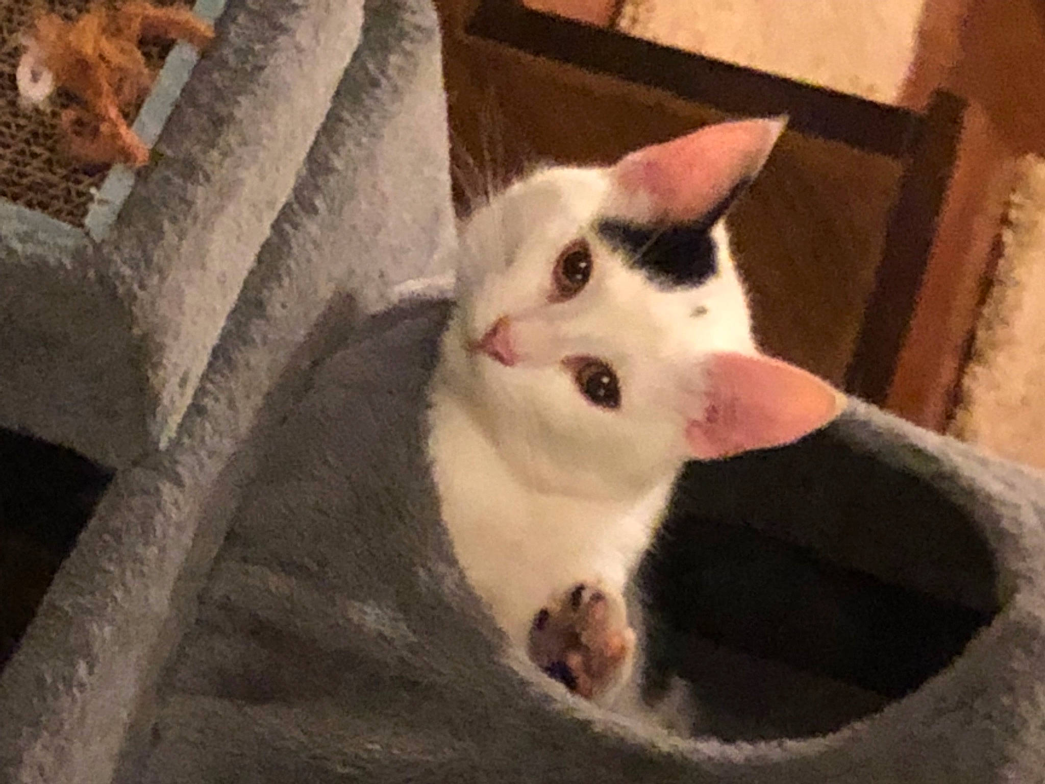 Chloe joined the competition — help win amazing prizes! carnivore, cat, domestic_short_haired_cat, felidae, fur, paw, small_to_medium_sized_cats, snout, tail, whiskers, window, wood