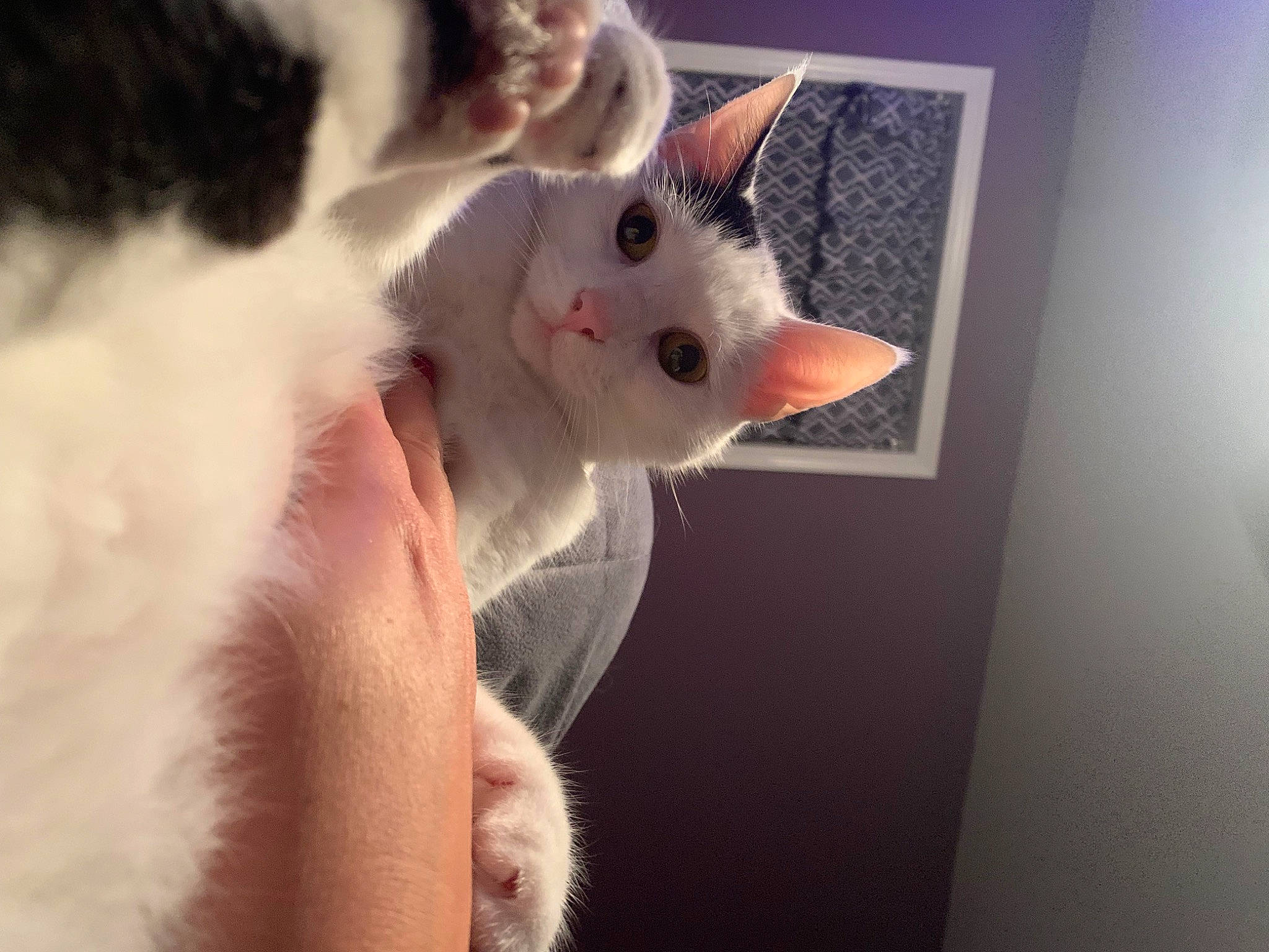 Chloe is registered to the contest to win money with this photo: art, carnivore, cat, claw, domestic_short_haired_cat, ear, eyelash, fawn, felidae, fur, gesture, head, human_body, leg, mammal, paw, small_to_medium_sized_cats, snout, tail, whiskers