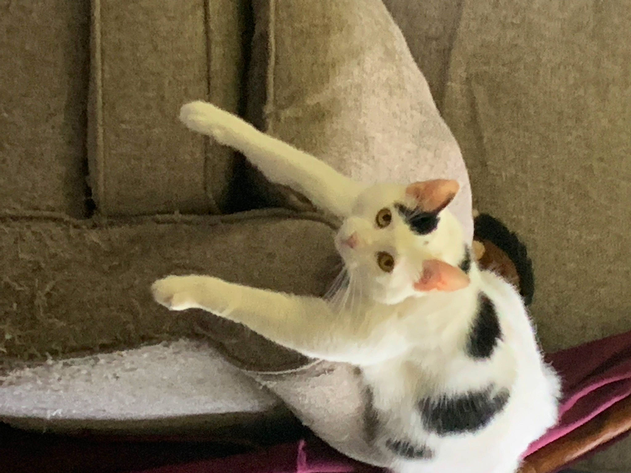 Chloe is registered to the contest to win money with this photo: canidae, carnivore, cat, claw, comfort, companion_dog, domestic_short_haired_cat, fawn, felidae, foot, fur, paw, photo_caption, small_to_medium_sized_cats, snout, stuffed_toy, tail, whiskers, wood