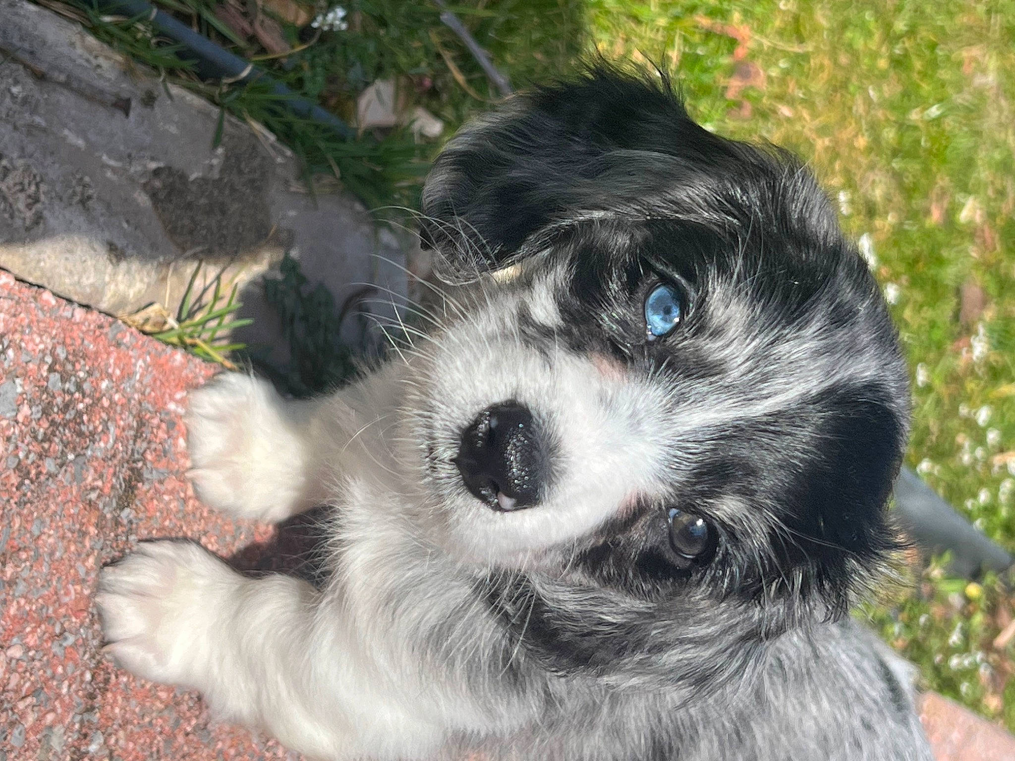 Apollo joined the competition — help win amazing prizes! canidae, carnivore, companion_dog, dog, dog_breed, fur, grass, non_sporting_group, plant, sporting_group, terrestrial_animal, toy_dog, whiskers, working_dog