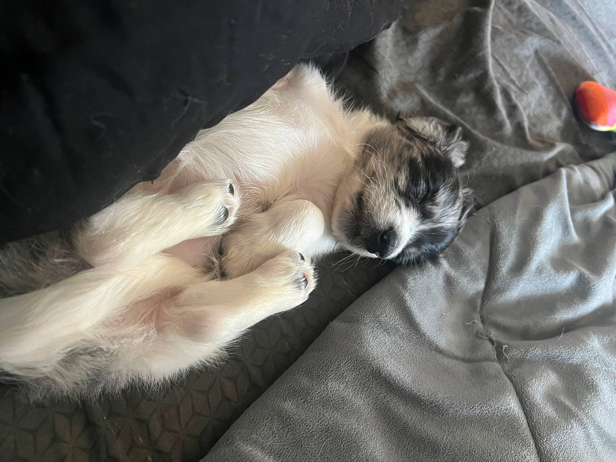 Apollo joined the competition — help win amazing prizes! carmine, carnivore, cat, claw, comfort, companion_dog, dog_breed, domestic_short_haired_cat, fawn, felidae, fur, human_leg, linens, nap, paw, small_to_medium_sized_cats, snout, sporting_group, tail, whiskers