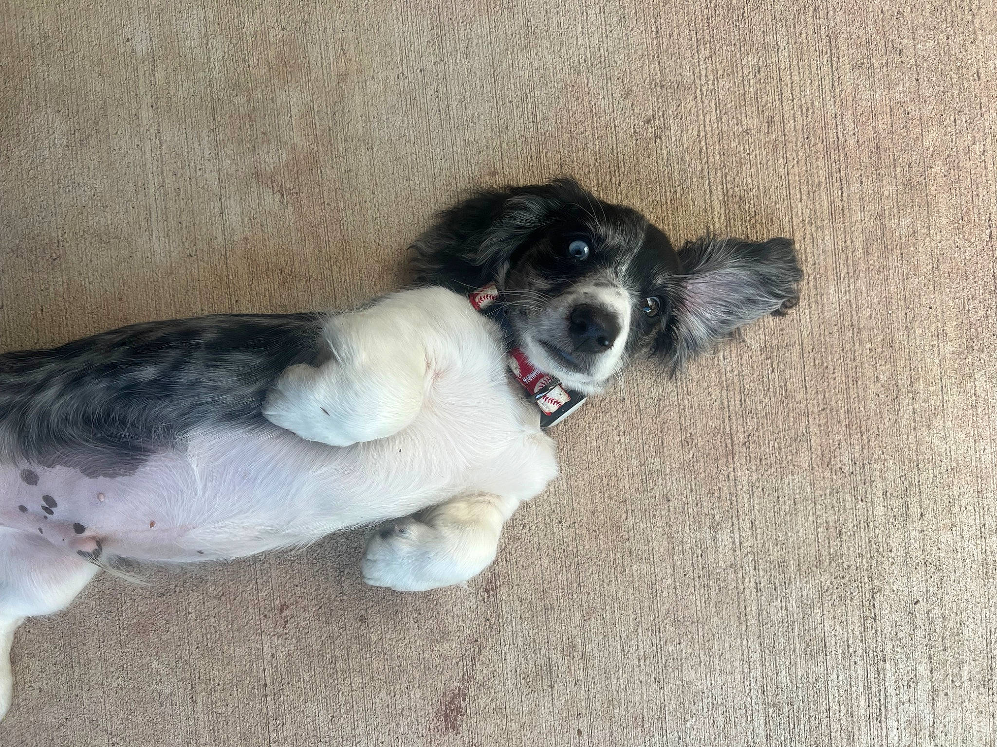 Apollo is registered to the contest to win money with this photo: art, canidae, carnivore, companion_dog, dog, dog_breed, flooring, fur, gun_dog, non_sporting_group, paw, puppy, snout, sporting_group, tail, terrier, toy_dog, working_animal, working_dog