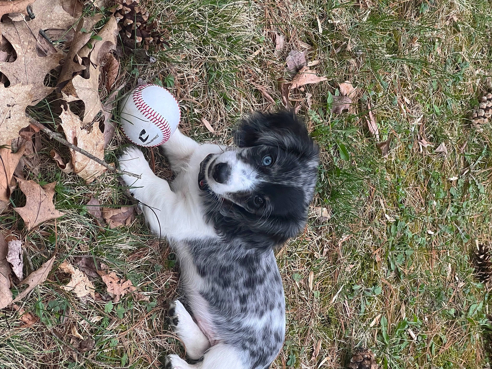 Apollo joined the competition — help win amazing prizes! canidae, carnivore, companion_dog, dalmatian, dog, dog_breed, dog_supply, fur, grass, groundcover, herding_dog, non_sporting_group, paw, puppy, snout, soil, sporting_group, tail, terrestrial_animal, working_animal