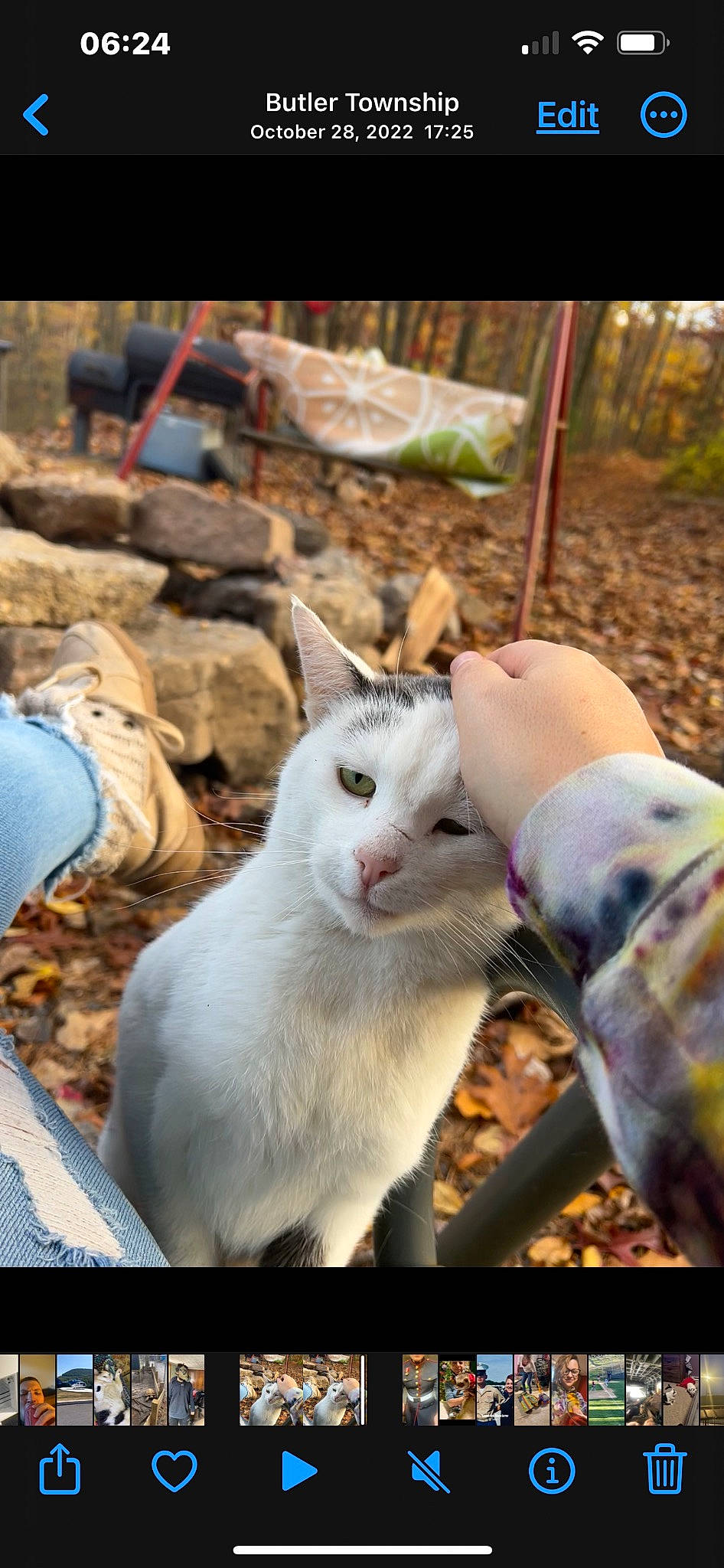 Steven is registered to the contest to win money with this photo: carnivore, cat, domestic_short_haired_cat, fawn, felidae, fur, grass, happy, small_to_medium_sized_cats, snout, soil, tail, terrestrial_animal, whiskers, wildlife