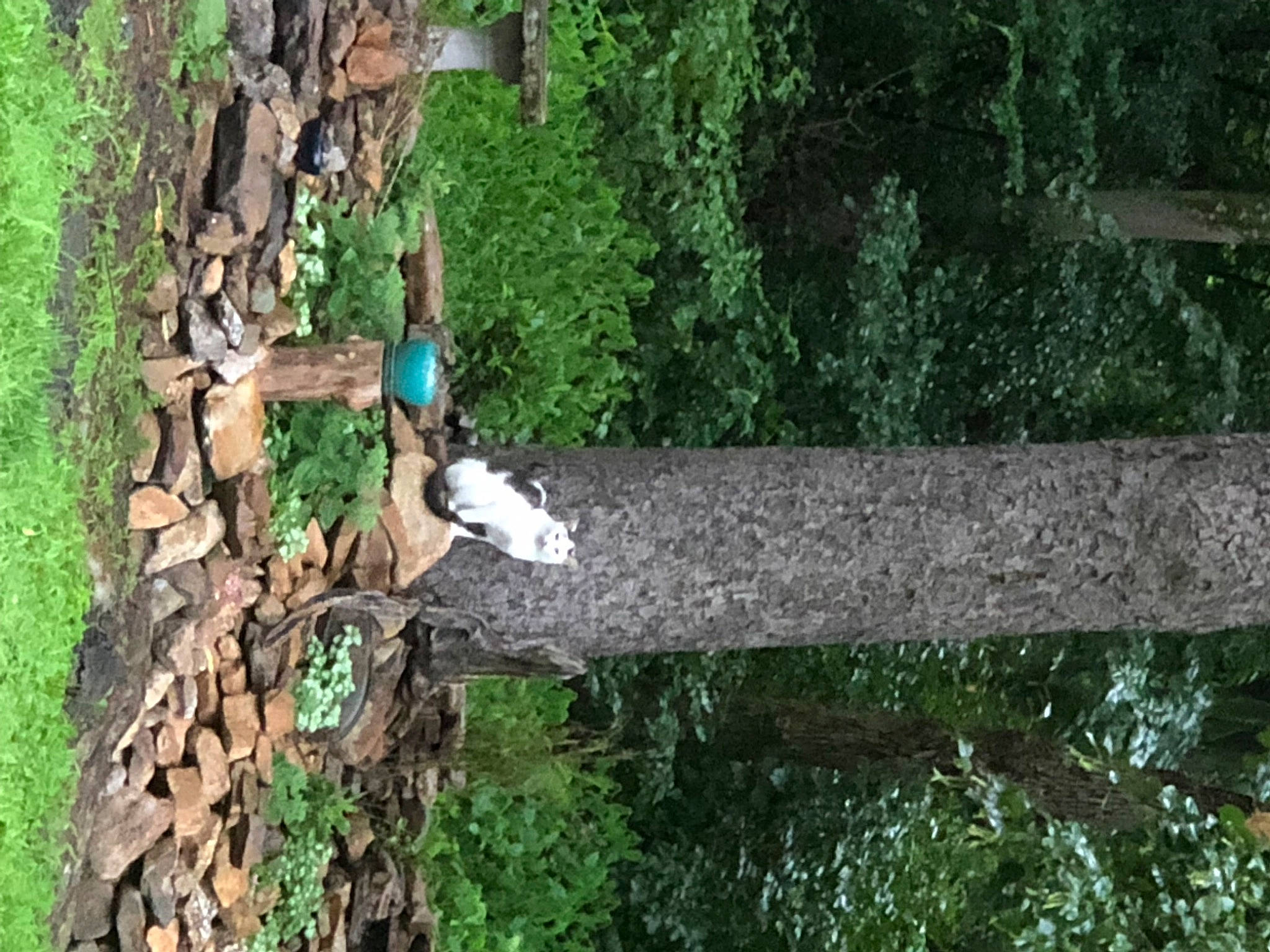 Steven is registered to the contest to win money with this photo: beak, biome, branch, forest, grass, groundcover, herb, landscape, leaf, plant, shrub, soil, tree, trunk, twig, vegetation, vertebrate, wildlife, wood, woody_plant