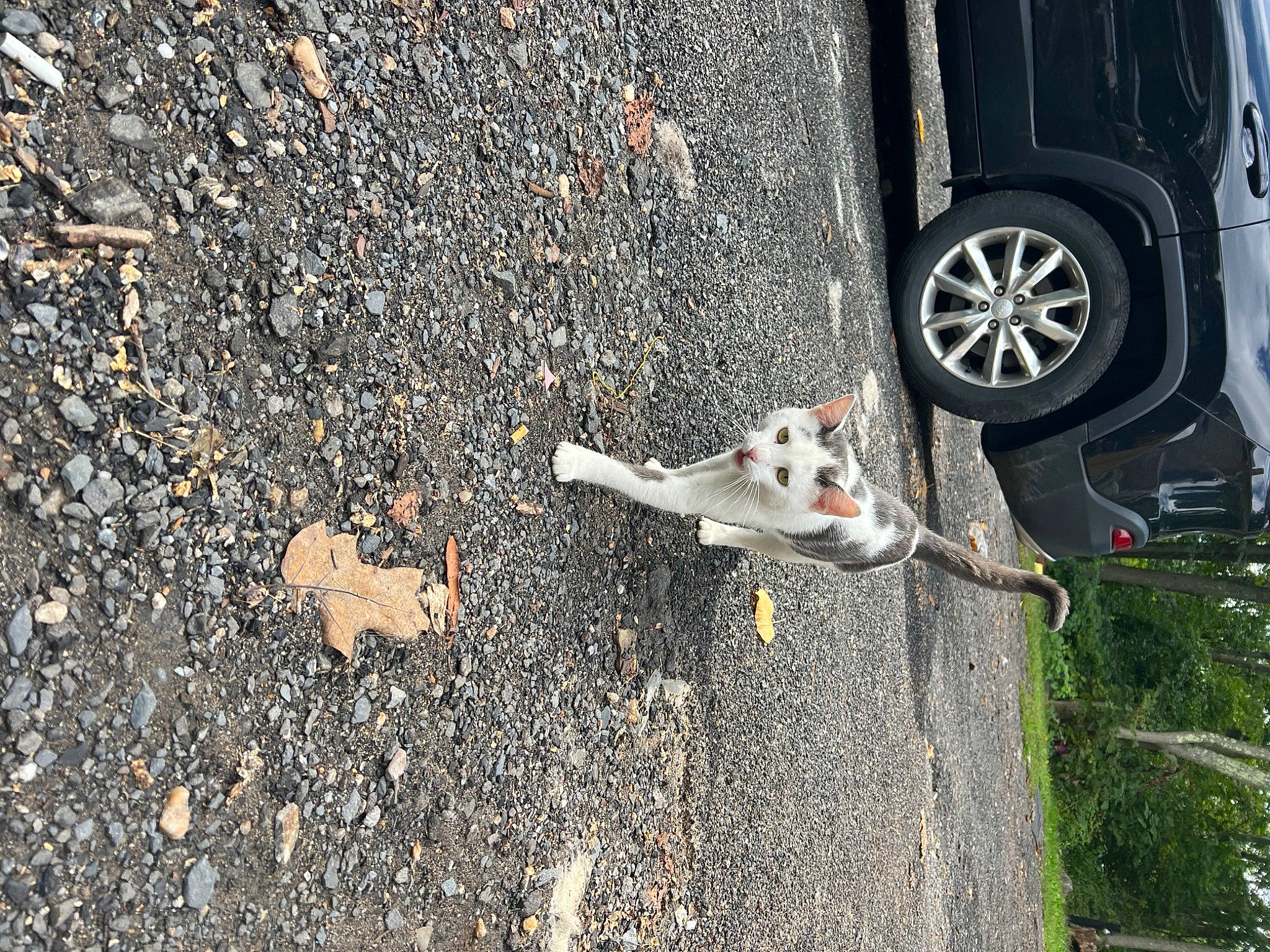 Steven is registered to the contest to win money with this photo: asphalt, automotive_exterior, automotive_lighting, automotive_tire, car, carnivore, dog, fender, plant, road, road_surface, sidewalk, synthetic_rubber, tire, tread, tree, vehicle, vehicle_door, vehicle_registration_plate, wheel